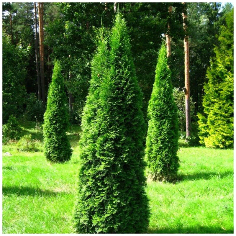 Туя Западная Brabant