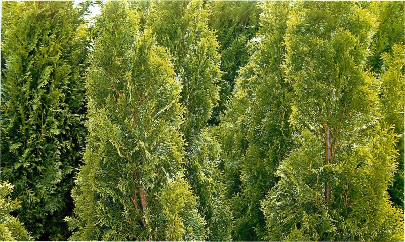 Туя Западная (Thuja occidentalis Smaragd