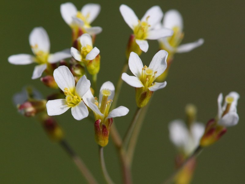 Резушка Таля (Arabidopsis thaliana)