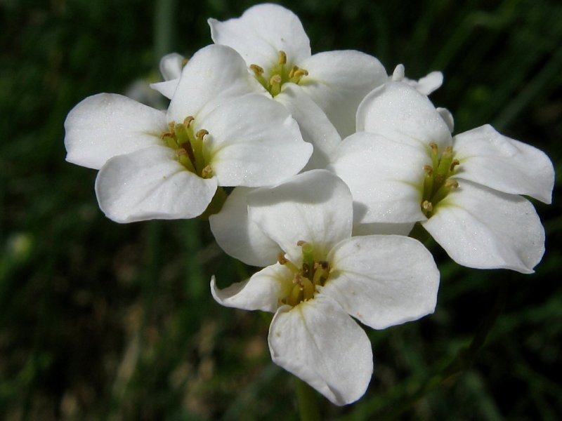 Резушка Таля (Arabidopsis thaliana)