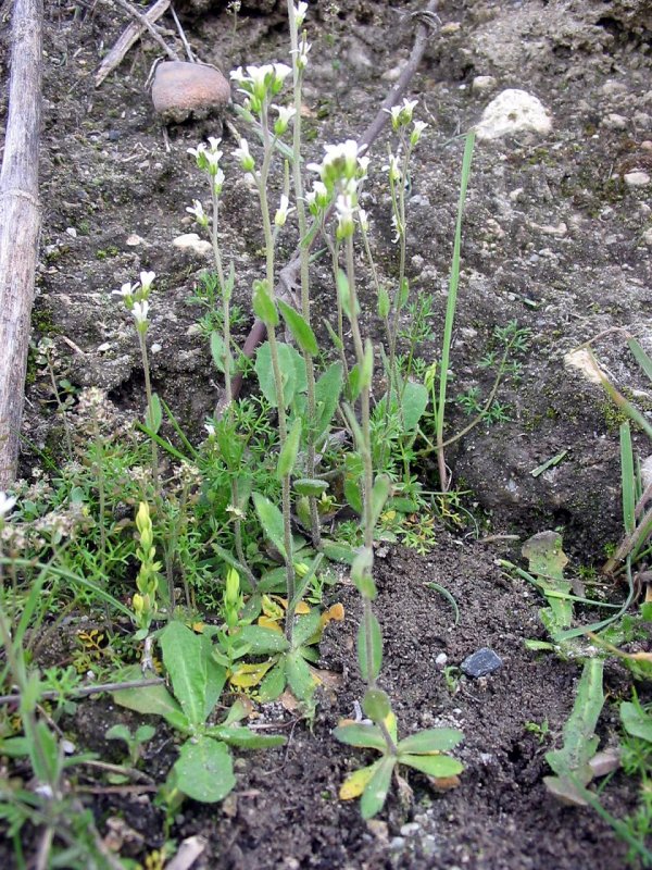 Arabidopsis thaliana хромосомы