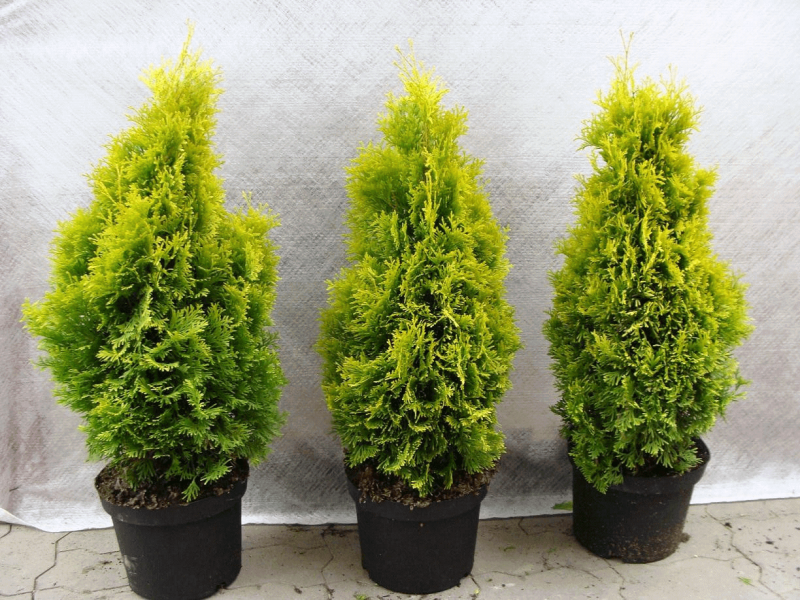 Thuja occidentalis (туя Западная) 'Mirjam