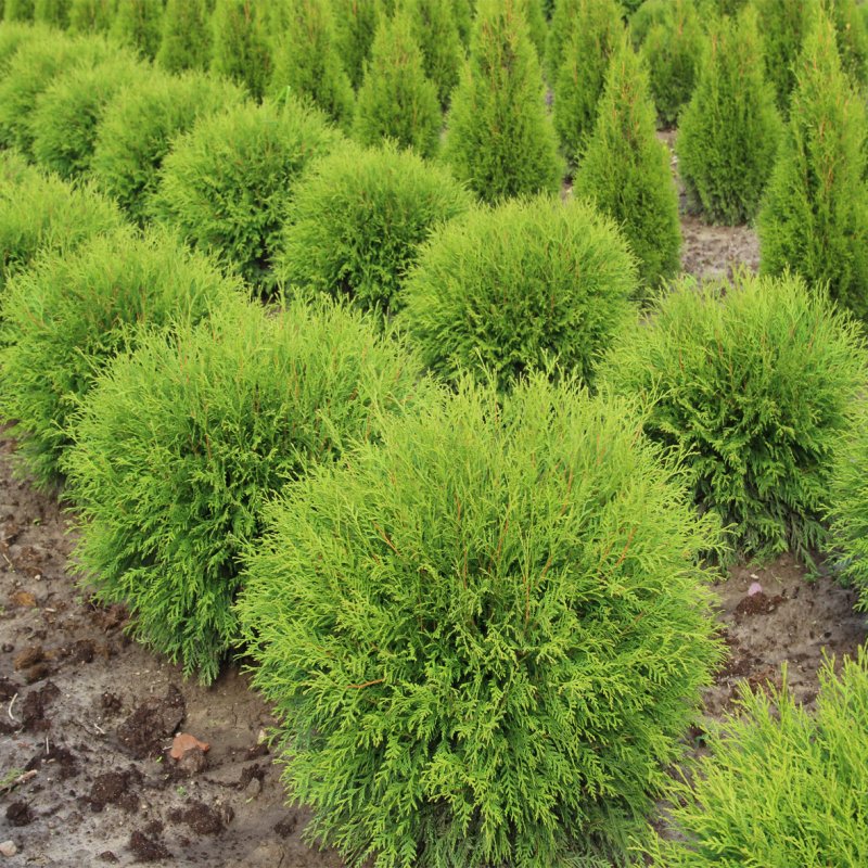 Thuja occidentalis (туя Западная) 'Mirjam