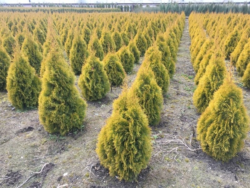 Туя Западная Stolwijk