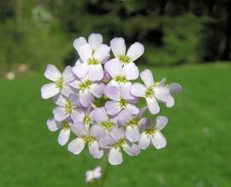 Резуховидка Таля (Arabidopsis thaliana)