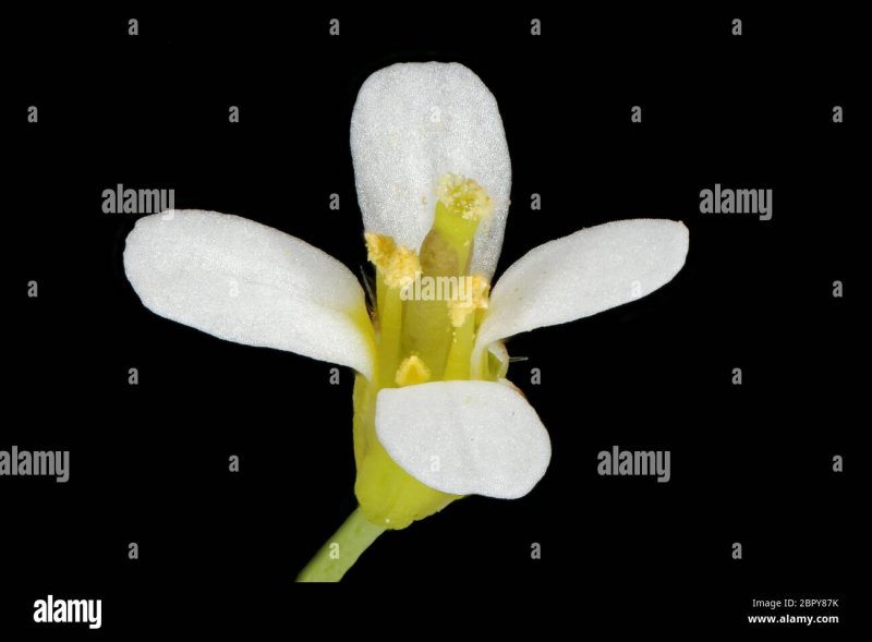 Arabidopsis thaliana МУТАНТ