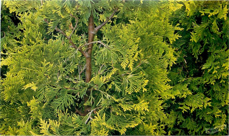Туя Западная Thuja occidentalis “Danica”