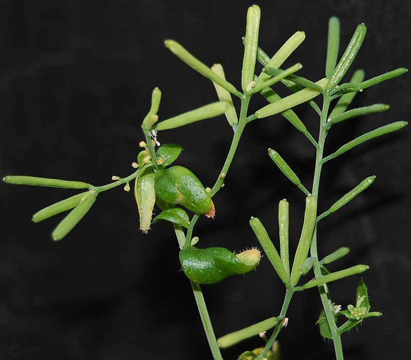 Резушка Таля (Arabidopsis thaliana)