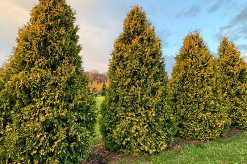 Туя Западная (Thuja occidentalis Smaragd