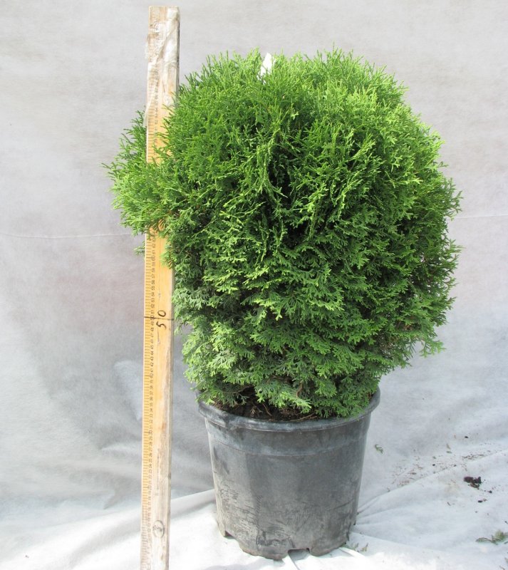 Туя Западная «Санкист» Thuja occidentalis «Sunkist»