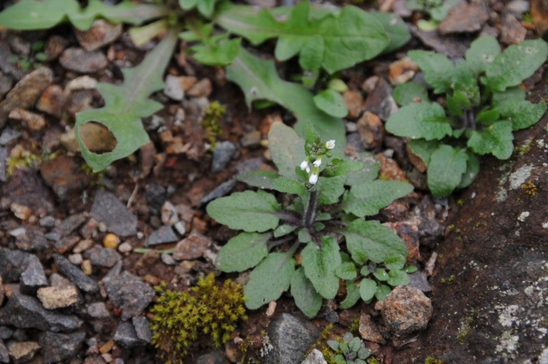 Arabidopsis arenosa