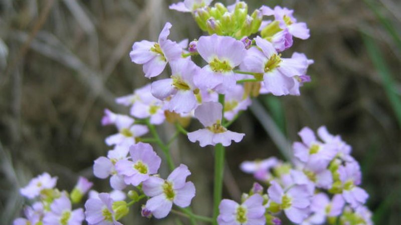 Arabidopsis arenosa