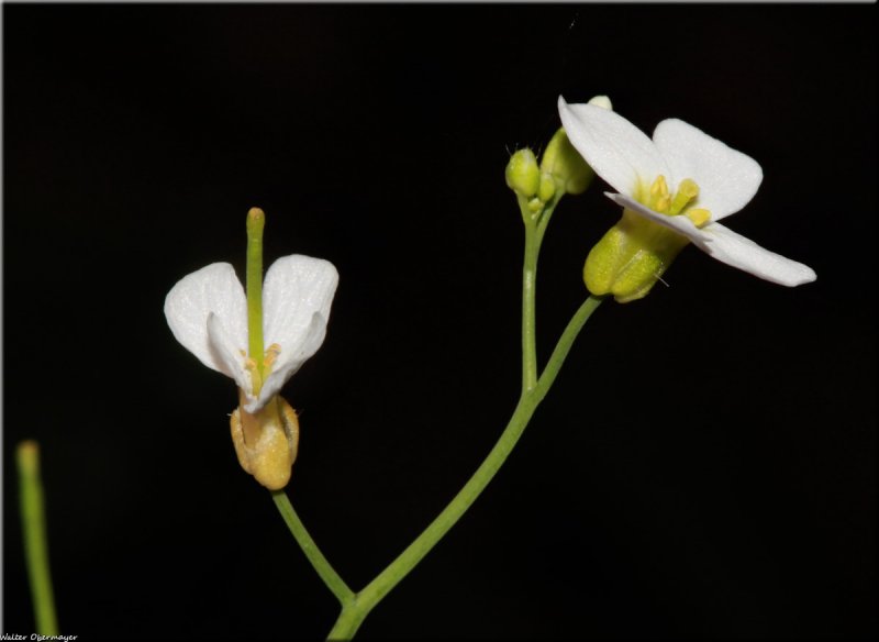 Резушка Таля (Arabidopsis thaliana)