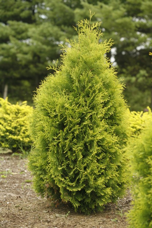 Туя Западная (Thuja occidentalis)