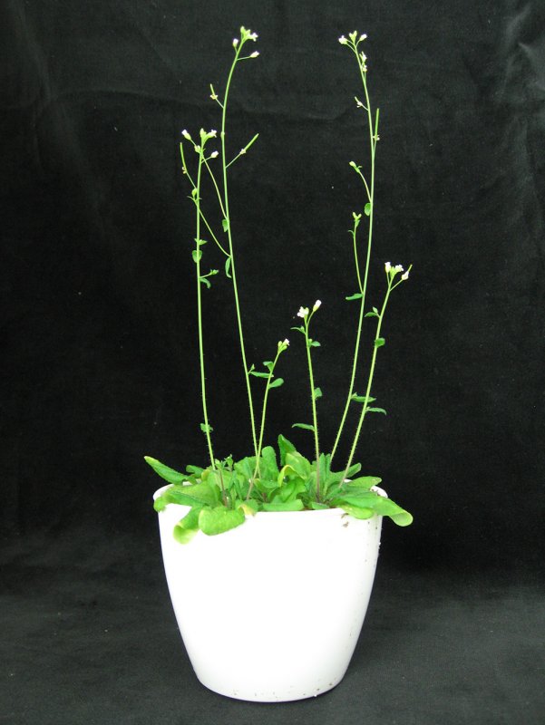 Резушка Таля (Arabidopsis thaliana)