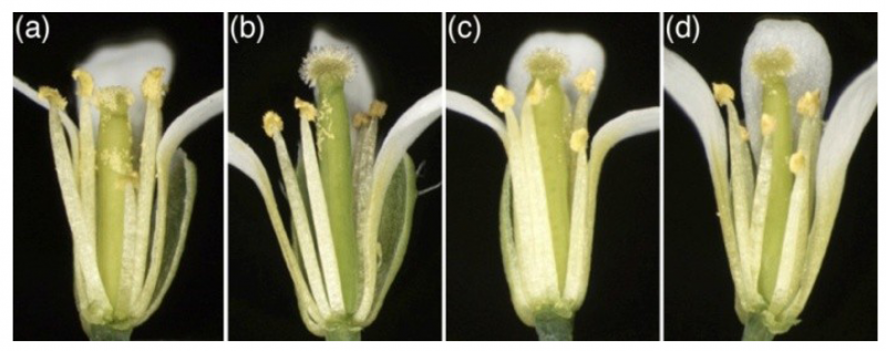 Резухови́дка (Резу́шка) та́ля (лат. Arabidopsis thaliana размер