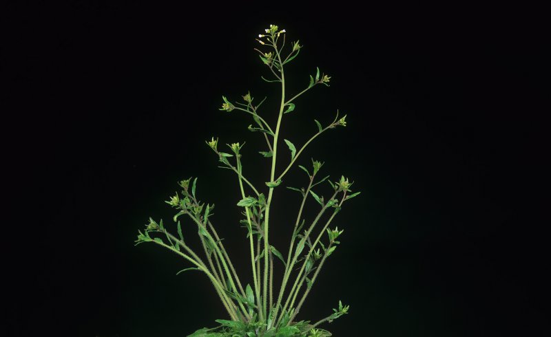 Arabidopsis thaliana