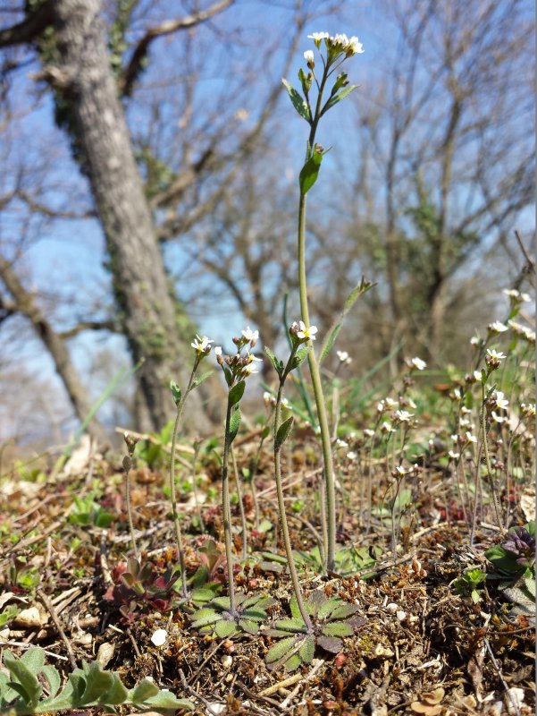 Резушка Таля (Arabidopsis thaliana)