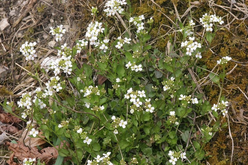 Резуховидки Таля (Arabidopsis thaliana).