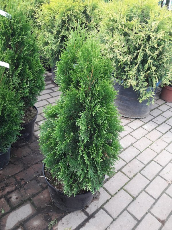 Туя Западная Woodwardii