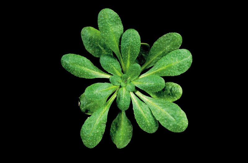 Резушка Таля (Arabidopsis thaliana)