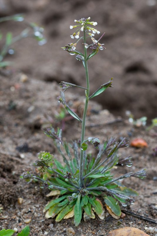 Arabidopsis petraea
