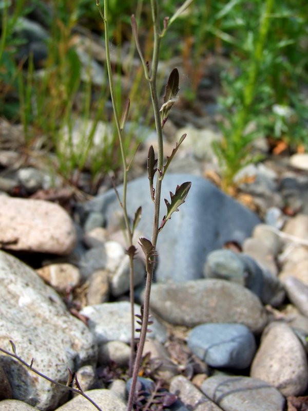 Arabidopsis thaliana проростки