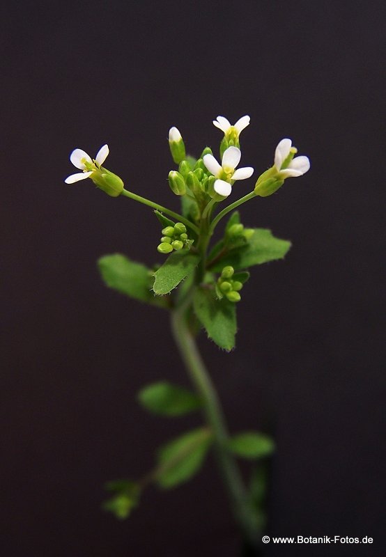 Резушка Таля (Arabidopsis thaliana)