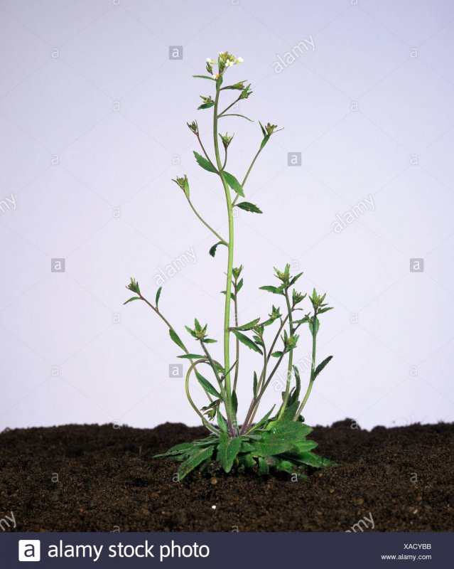 Arabidopsis thaliana мутации