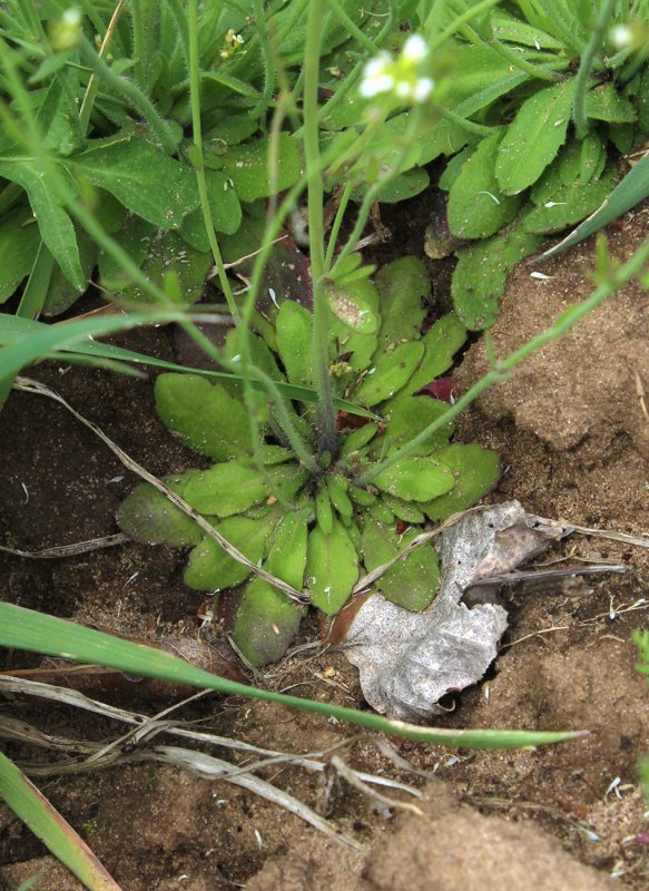 Резуховидку Таля (Arabidopsis thaliana), развивающую новые корни