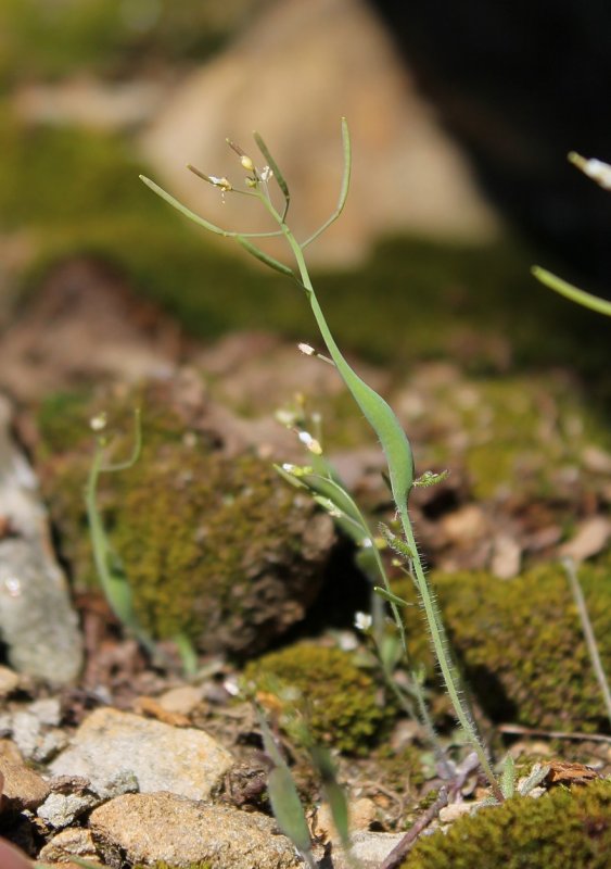 Arabidopsis thaliana мутации