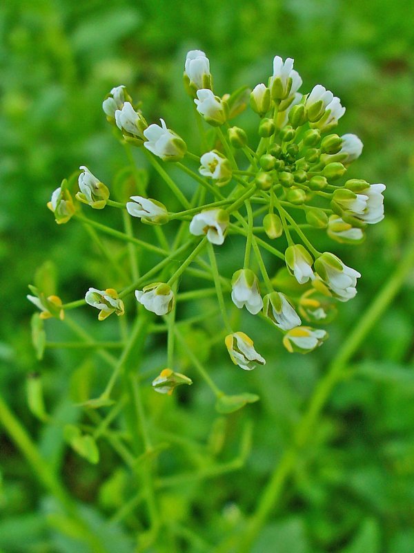 Ярутка Полевая (Thlaspi arvense l.)