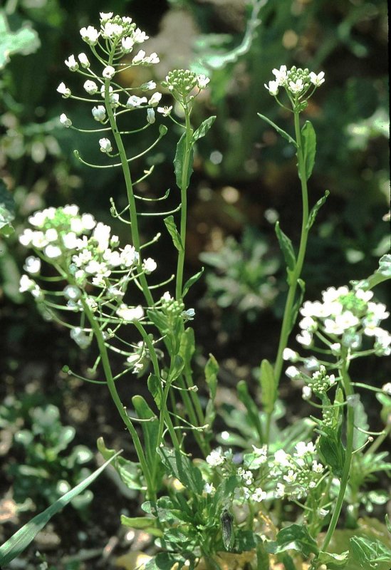 Thlaspi arvense ярутка Полевая