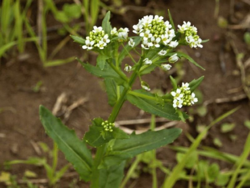 Ярутка Полевая (Thlaspi arvense l.)