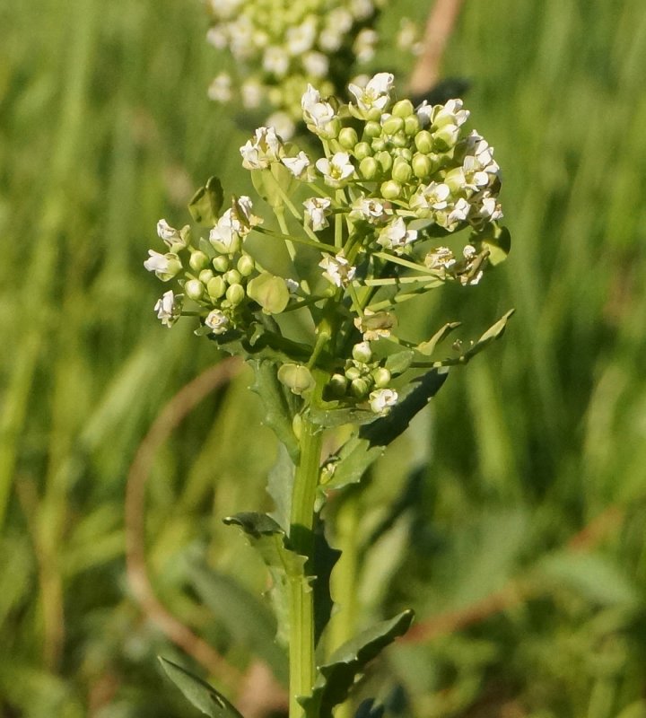 Thlaspi arvense ярутка Полевая