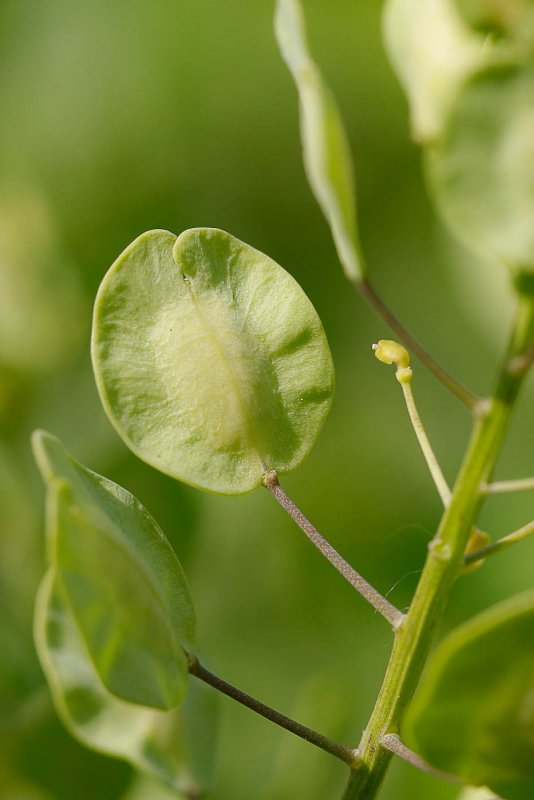 Thlaspi arvense Seeds