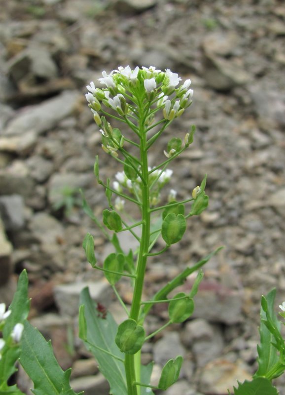 Capsella Bursa-pastoris – пастушья сумка обыкновенная