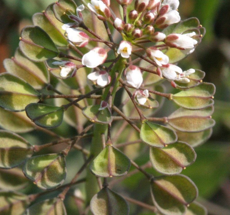 Пастушья сумка (Capsella Bursa-pastoris)