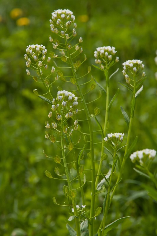 Пастушья сумка (Capsella Bursa-pastoris)