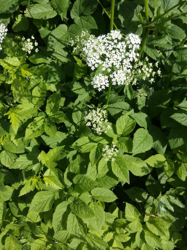 Сныть обыкновенная (Aegopodium podagraria)