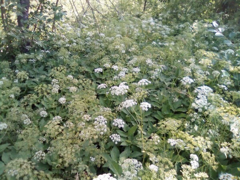 Aegopodium podagraria