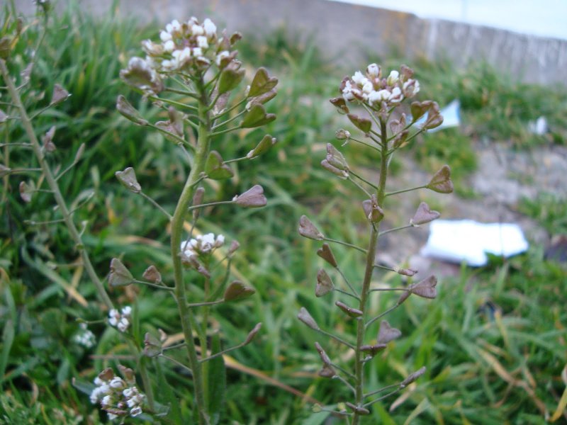 Thlaspi perfoliatum сорняк в посевах