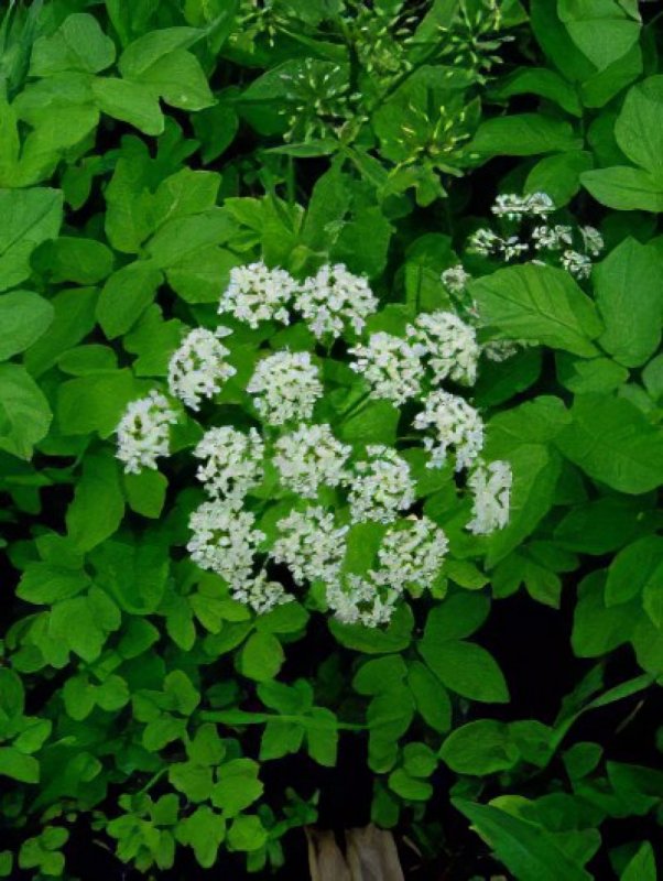 Сныть (Aegopodium podagraria)