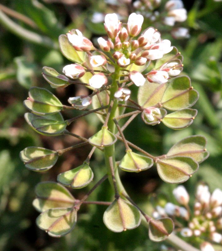Пастушья сумка (Capsella Bursa-pastoris)