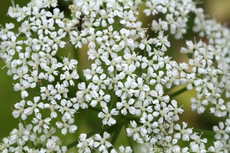 Сныть (Aegopodium podagraria)