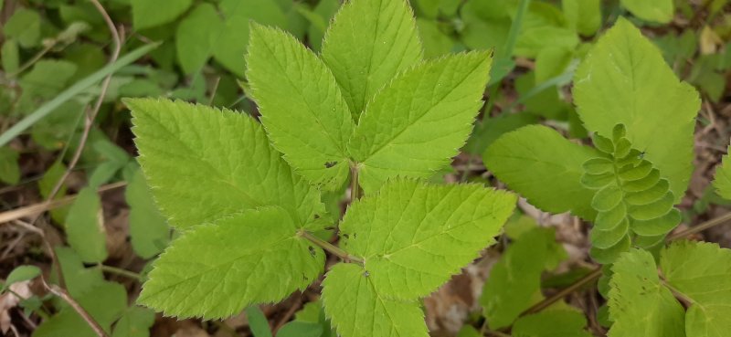 Сныть (Aegopodium podagraria)