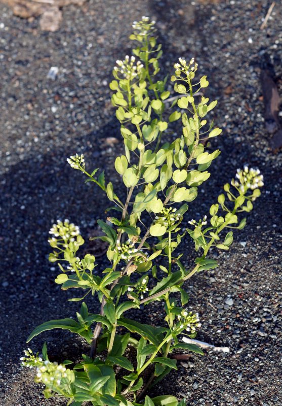 Thlaspi Alpestre