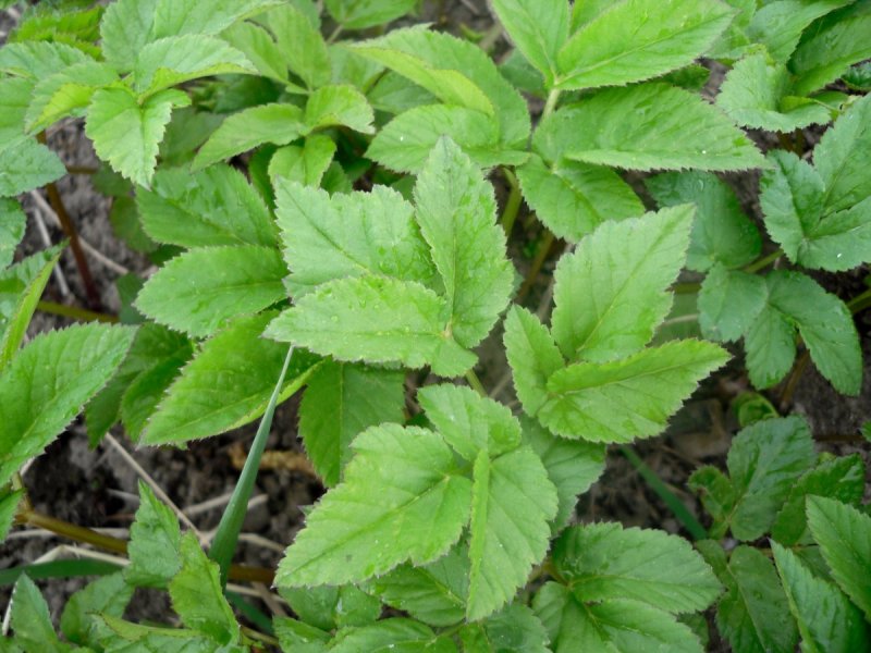 Сныть (Aegopodium podagraria)