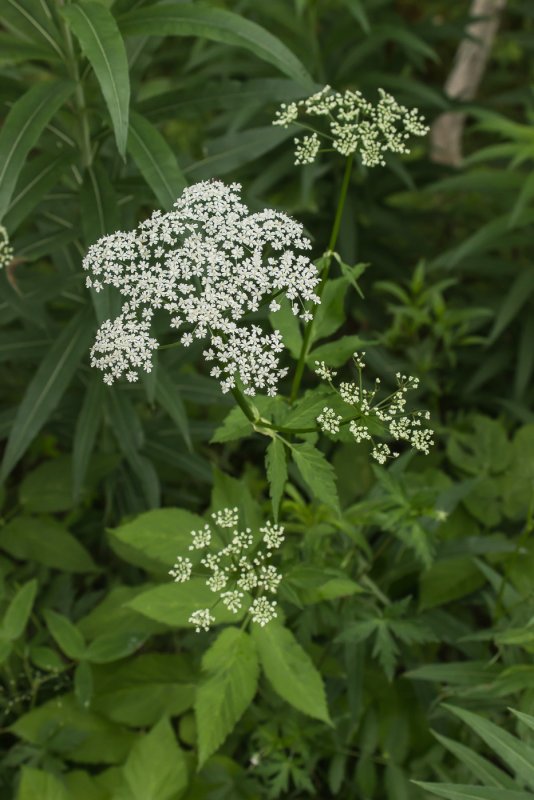 Сныть (Aegopodium podagraria)