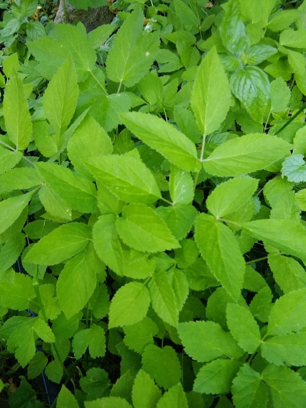 Aegopodium podagraria 'variegatum'